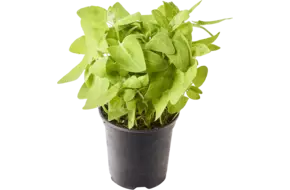 BIO Melde groen in pot doos 2st